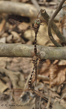 Didymops transversa, mating pair +1